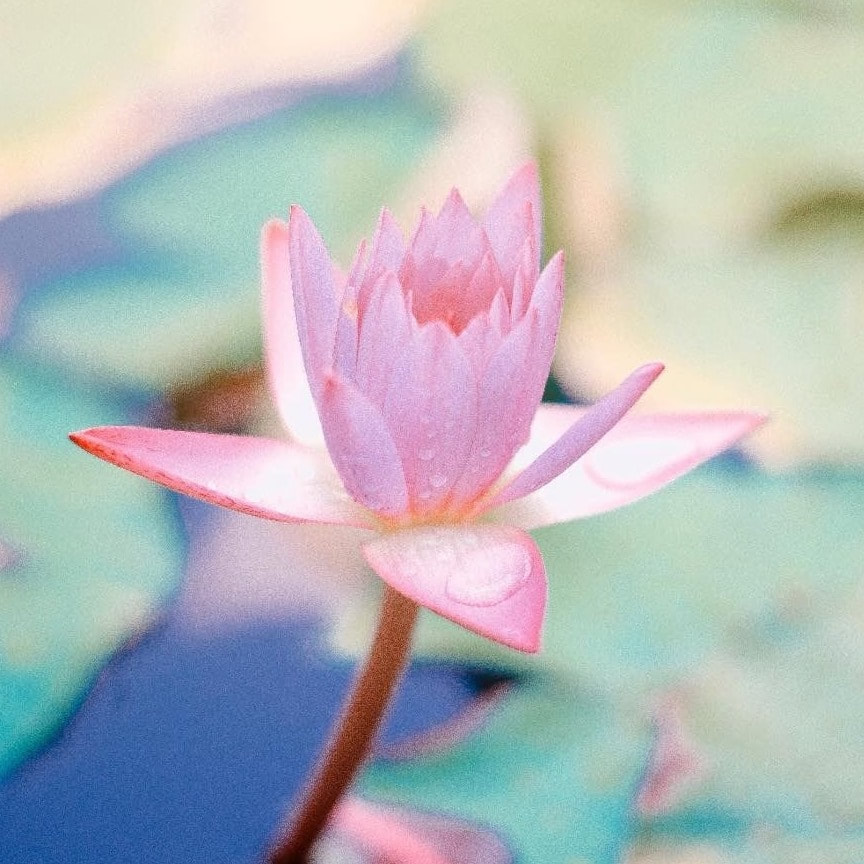 Lotus Flower Meditation Class